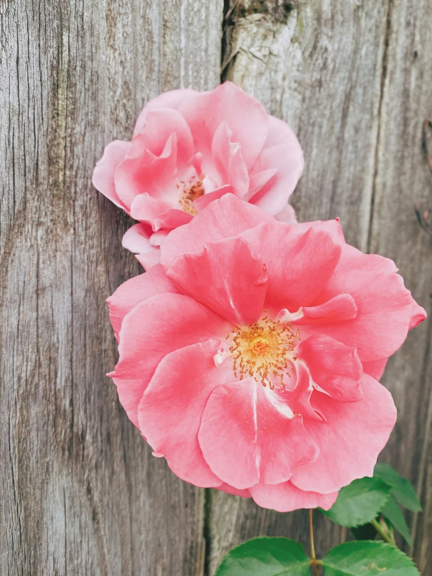 Rose auf Holzuntergrund, Wild Rose Bachblütentherapie
