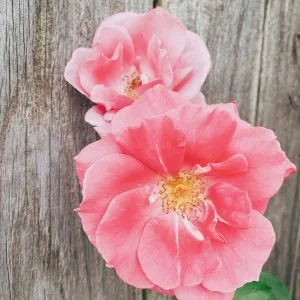 Rose auf Holzuntergrund, Wild Rose Bachblütentherapie